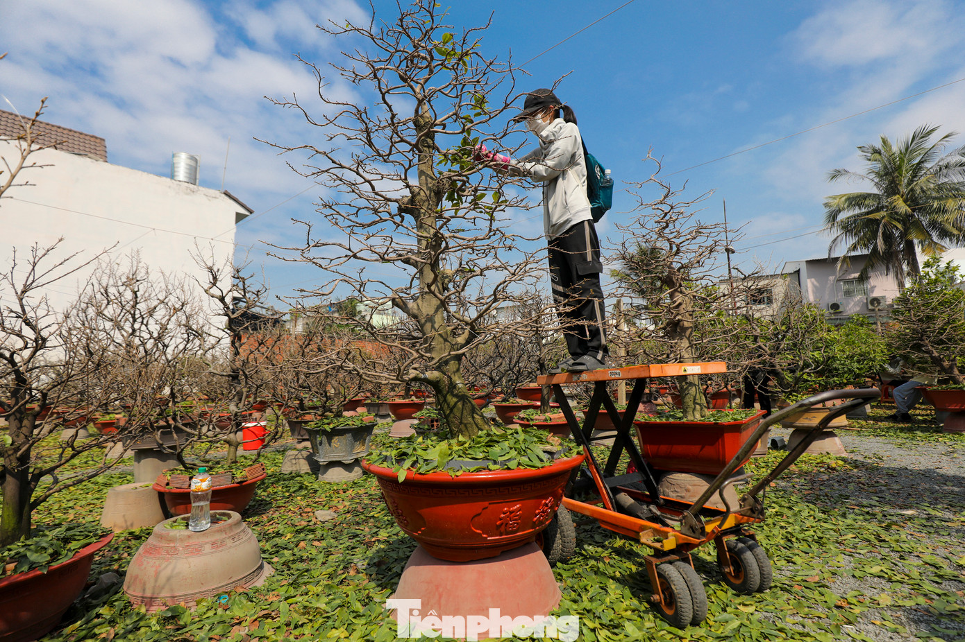 Như mọi năm, nhu cầu lao động lặt lá mai ở TP Thủ Đức rất lớn, các chủ vườn đều tìm nhân công để chuẩn bị bán mai cho vụ tết. Do đó, anh Linh đảm nhận việc kêu gọi sinh viên tham gia làm thêm bằng việc lặt lá mai. Sau khi thống nhất với chủ các vườn, anh lập tức thông báo trên mạng xã hội cho những sinh viên có nhu cầu làm thêm. Năm nay, số lượng nhân công lặt lá mai vào gần 200 người. Trung bình ở mỗi vườn cần từ 20 - 30 người làm việc.