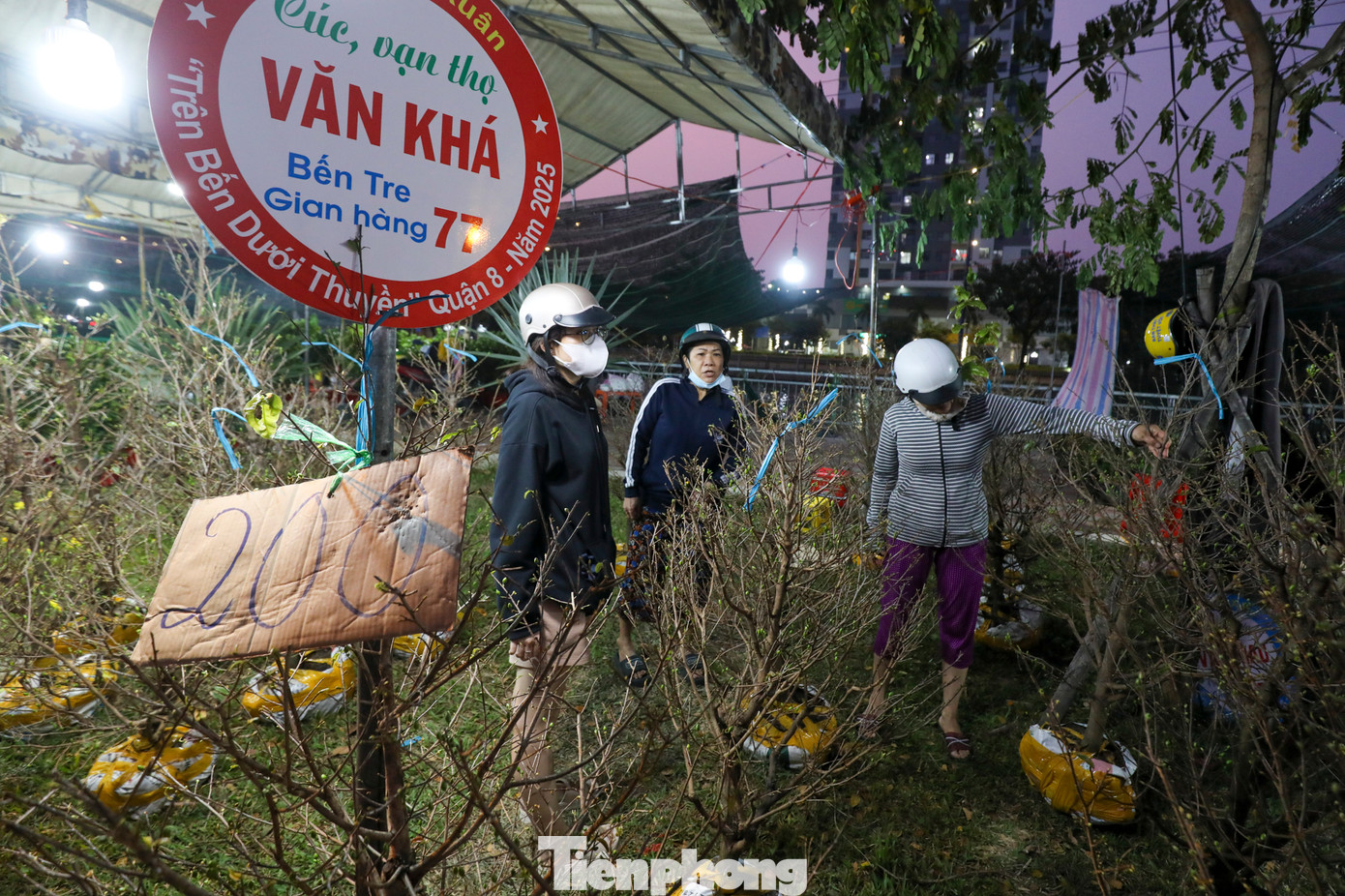 Các tiểu thương cho biết năm nay số lượng kiểng chở từ vườn lên không khác nhiều so với mọi năm, mỗi hộ kinh doanh mang khoảng 200 - 500 gốc mai. Sát Tết, nhiều nhà vườn đã giảm giá &quot;sập sàn&quot; để mong bán hết sớm.