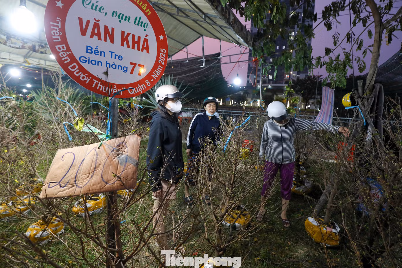Các tiểu thương cho biết năm nay số lượng kiểng chở từ vườn lên không khác nhiều so với mọi năm, mỗi hộ kinh doanh mang khoảng 200 - 500 gốc mai. Sát Tết, nhiều nhà vườn đã giảm giá "sập sàn" để mong bán hết sớm.