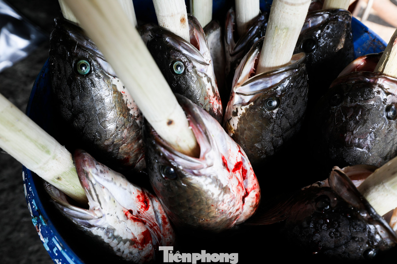 "Cứ đến dịp vía Thần Tài, tôi sẽ đặt mua trước số lượng lớn cá lóc từ các thương lái, cá được chở đến vào sáng nay. Sau khi tập kết cá, cả gia đình sẽ sơ chế và bắt đầu các công đoạn chế biến, bán cho người dân", ông Trung cho hay. "Cứ đến dịp vía Thần Tài, tôi sẽ đặt mua trước số lượng lớn cá lóc từ các thương lái, cá được chở đến vào sáng nay. Sau khi tập kết cá, cả gia đình sẽ sơ chế và bắt đầu các công đoạn chế biến, bán cho người dân", ông Trung cho hay.