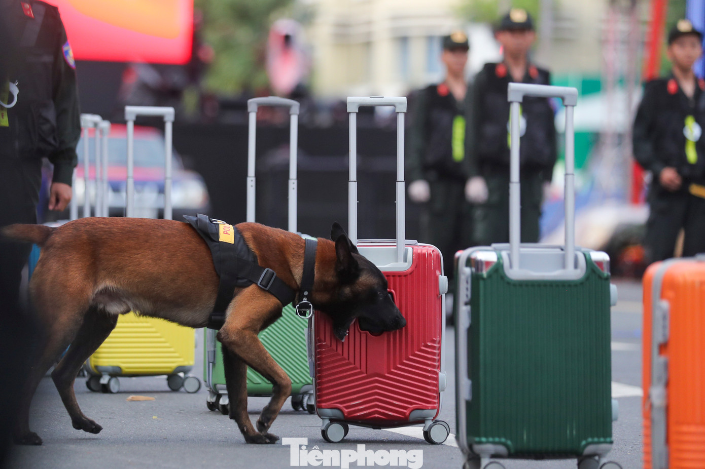 Kết thúc buổi tổng duyệt là màn trình diễn của đàn cảnh khuyển phát hiện ma túy trong vali, trong người và trong xe. Ảnh: Duy Anh.