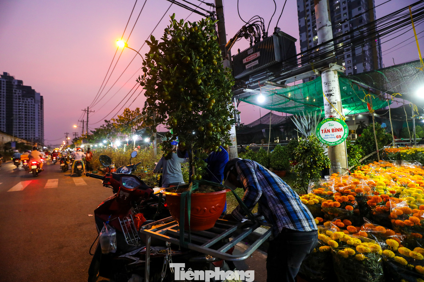 So với các cây cảnh khác thì tắc là mặt hàng được người dân lựa chọn mua nhiều nhất. Giá mỗi cây trung bình từ 200 - 350 nghìn đồng.