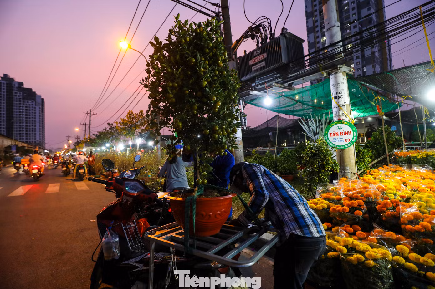 So với các cây cảnh khác thì tắc là mặt hàng được người dân lựa chọn mua nhiều nhất. Giá mỗi cây trung bình từ 200 - 350 nghìn đồng.