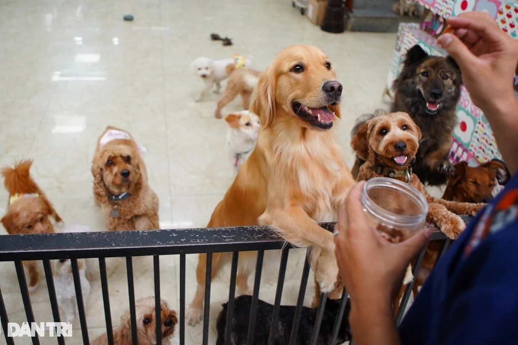 Nhiều người dân kể nỗi khổ khi sống cạnh hàng xóm nuôi nhiều chó, mèo (Ảnh minh họa: Minh Nhân).