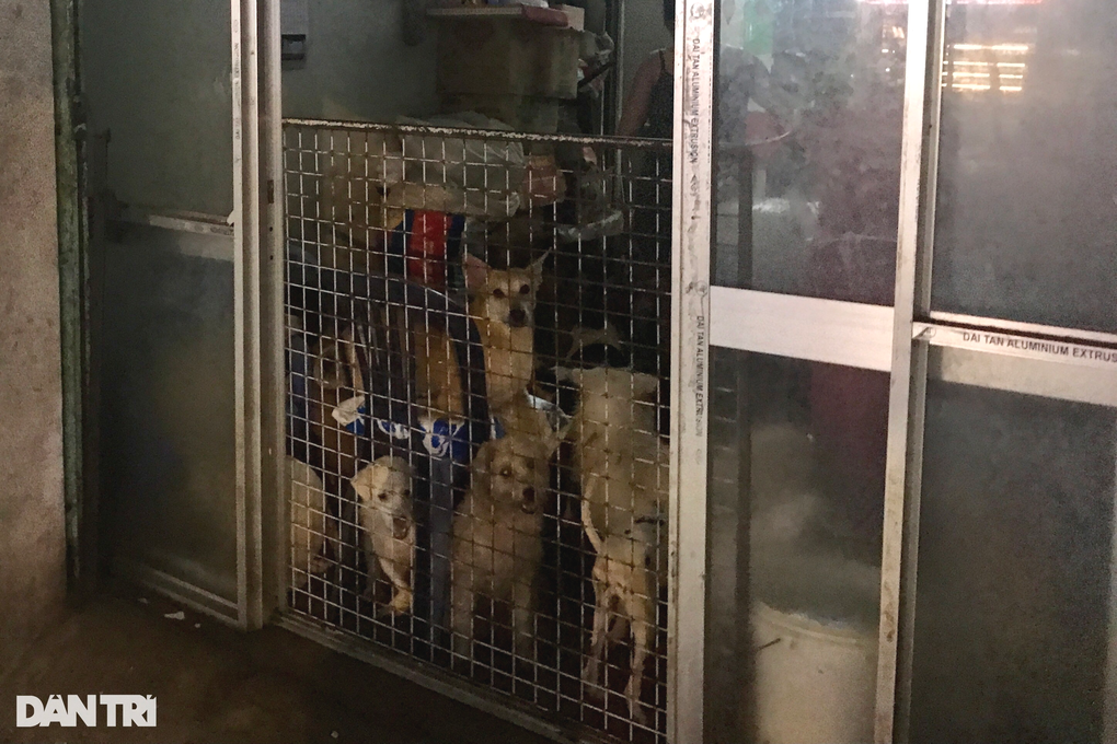Căn nhà có bề ngang chưa đầy 3m, chiều sâu khoảng 10m, nuôi gần 100 con chó (Ảnh: C.D.).