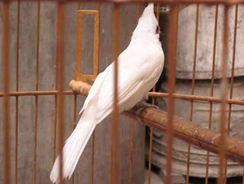 Chào mào bạch tạng được nhiều bạn trẻ sốt sắng săn tìm.