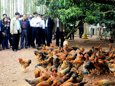 Thứ trưởng Bộ Y tế Nguyễn Thanh Long (áo trắng, đứng giữa) kiểm tra phòng dịch cúm gia cầm tại Yên Thế (Bắc Giang)