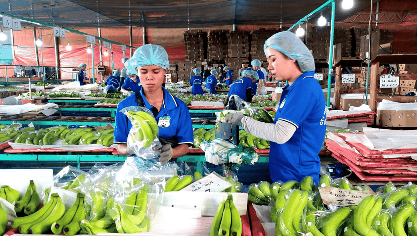 Hoàng Anh Gia Lai bán chuối thu gần 8 tỷ đồng/ngày. Hoàng Anh Gia Lai bán chuối thu gần 8 tỷ đồng/ngày.