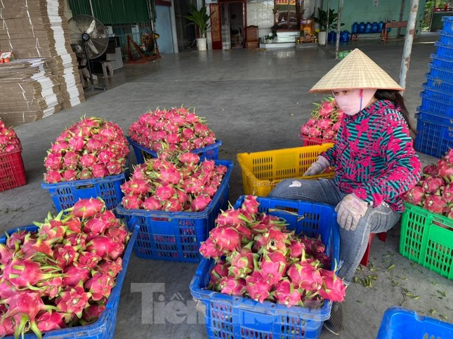 Bình Thuận đang có trên 27.700 ha thanh long, trong đó hơn 11.000 ha được chứng nhận đạt tiêu chuẩn VietGAP và 560 ha đạt chứng nhận GlobalGAP.