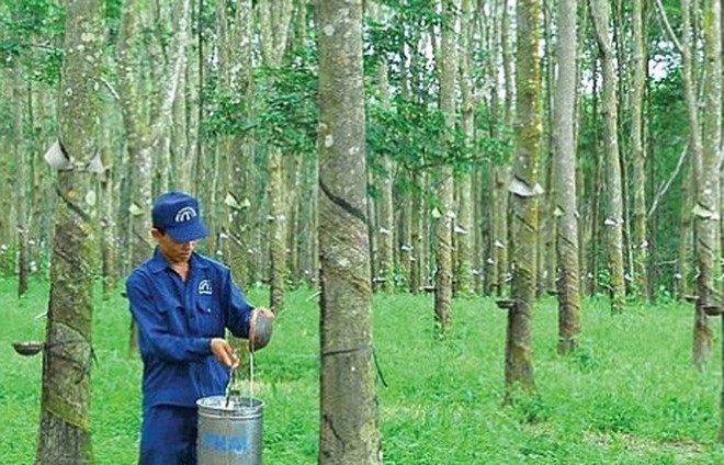 Công ty CP Cao su Đồng Phú trả cổ tức bằng tiền với tỷ lệ 30%, có nghĩa cổ đông sở hữu 1 cổ phiếu được nhận 3.000 đồng.