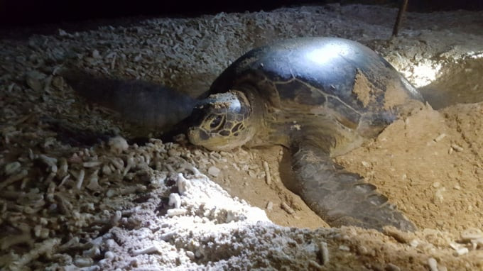 Rùa biển chọn Khu bảo tồn biển Hòn Cau làm mái nhà để quay về sinh sản.