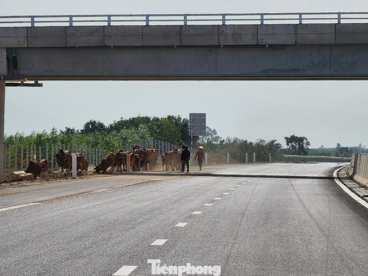 Gia súc vô tư đi trên cao tốc Dầu Giây - Phan Thiết. Gia súc vô tư đi trên cao tốc Dầu Giây - Phan Thiết.