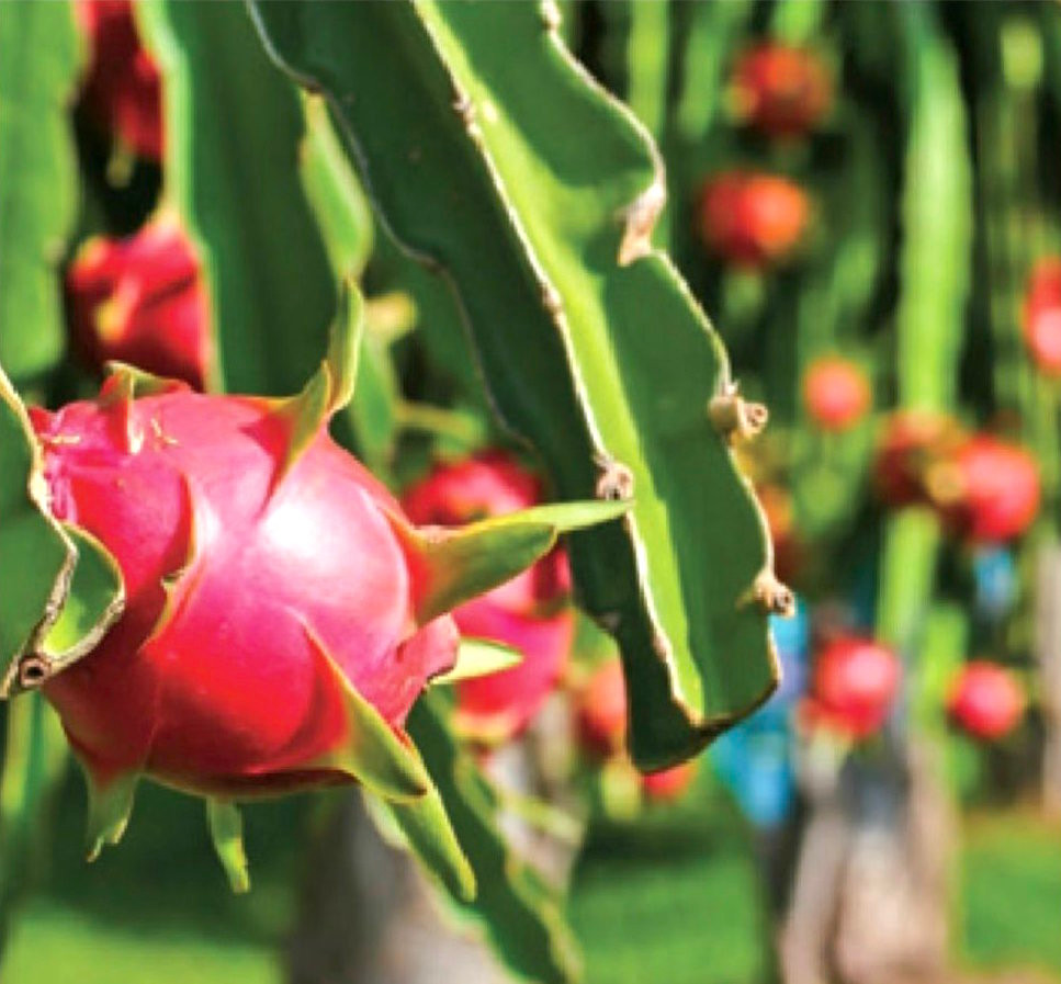 Ngoài danh hiệu “thiên đường resort”, Phan Thiết còn được biết đến là vương quốc thanh long của Việt Nam. Tổng diện tích vườn thanh long ở Bình Thuận rộng hơn 20.500 ha. Nơi đây không chỉ đơn thuần là nguồn cung cấp trái cây, mà còn trở thành điểm hẹn lý tưởng cho các bạn trẻ yêu thích chụp ảnh. Ngoài danh hiệu “thiên đường resort”, Phan Thiết còn được biết đến là vương quốc thanh long của Việt Nam. Tổng diện tích vườn thanh long ở Bình Thuận rộng hơn 20.500 ha. Nơi đây không chỉ đơn thuần là nguồn cung cấp trái cây, mà còn trở thành điểm hẹn lý tưởng cho các bạn trẻ yêu thích chụp ảnh.