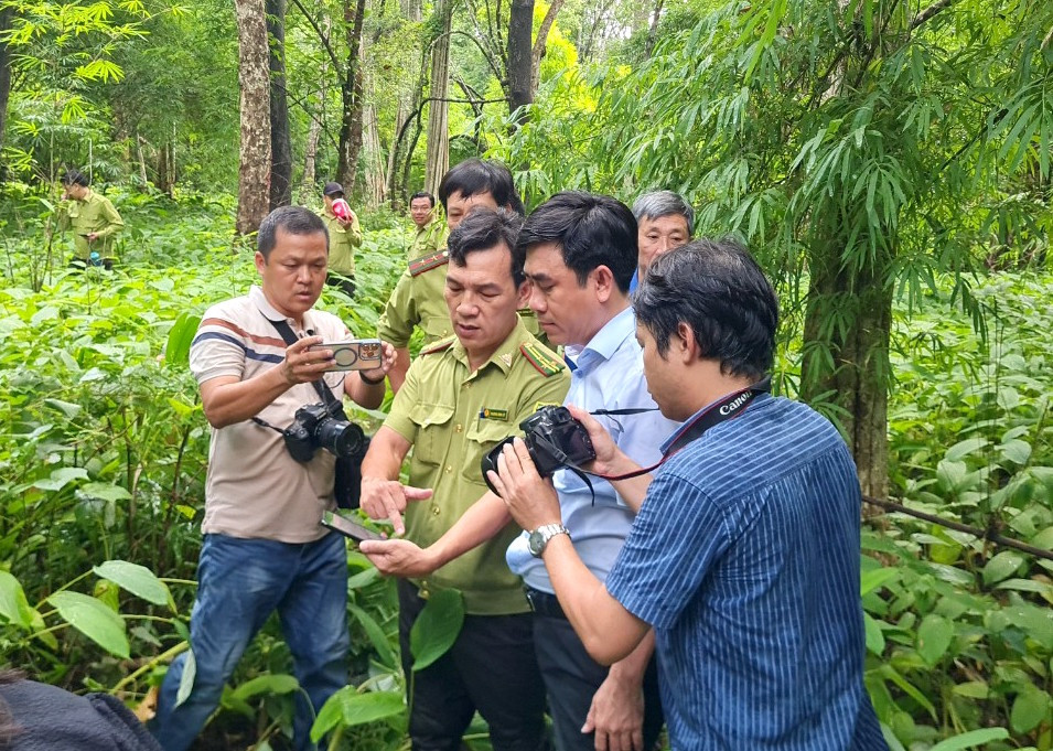 Đại diện Chi cục Kiểm lâm tỉnh Bình Thuận khẳng định vị trí cây căm xe cổ thụ nằm ngoài dự án.