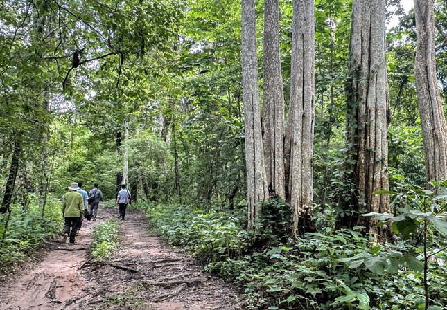 Rừng tự nhiên trong khu vực xây dựng hồ thủy lợi Ka Pét. Rừng tự nhiên trong khu vực xây dựng hồ thủy lợi Ka Pét.