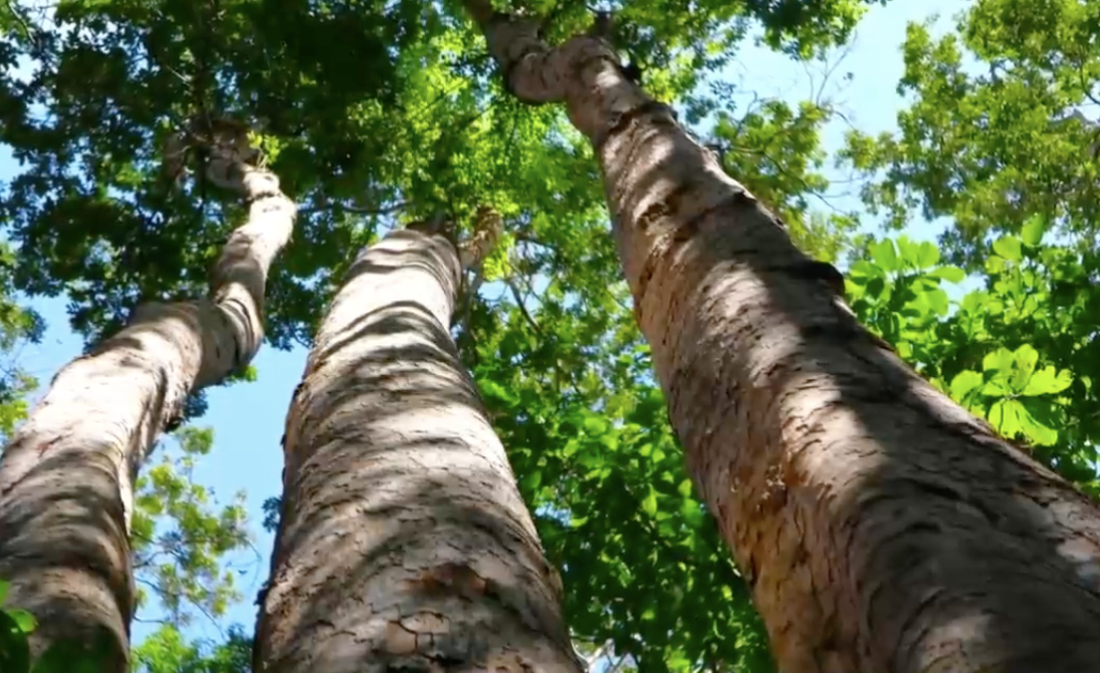 Trong rừng có rất nhiều loại cây gỗ quý hiếm.