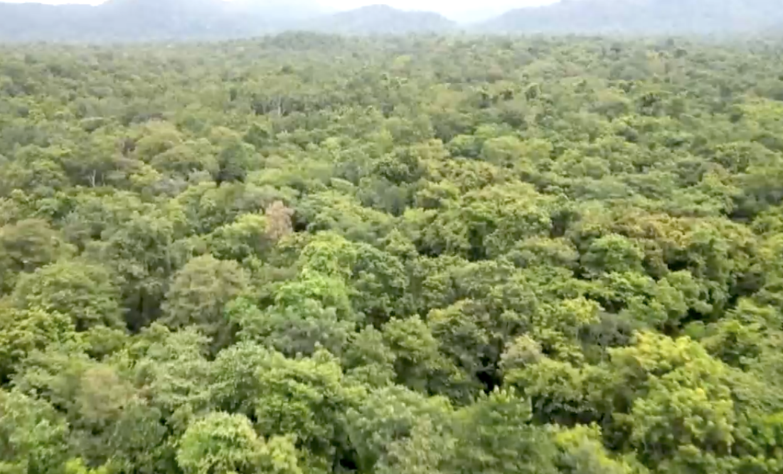 Sau khi rừng được phá bỏ, những cây lâu năm sẽ được bán đấu giá cho đơn vị khai thác gỗ. Cơ quan chức năng đang làm thủ tục đấu thầu chọn đơn vị tư vấn định giá giá trị lâm sản để làm cơ sở tiến hành đấu giá. Đơn vị nào trúng thầu thì đẩy nhanh khai thác, bàn giao mặt bằng.