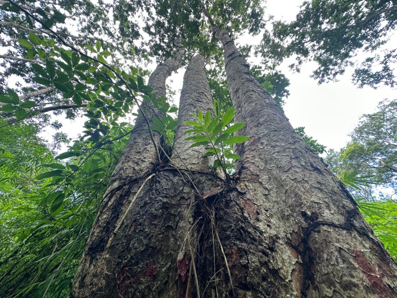 Nhiều ngày qua, cây căm xe cổ thụ được chia sẻ chóng mặt trên mạng. Tuy nhiên, ông Sơn khẳng định, cây căm xe nằm ngoài dự án.