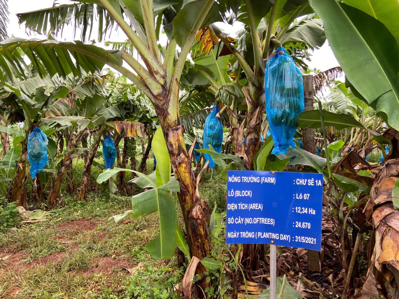 Từ năm 2024, mỗi năm HAG sẽ trồng mới 1.000 ha chuối. Từ năm 2024, mỗi năm HAG sẽ trồng mới 1.000 ha chuối.