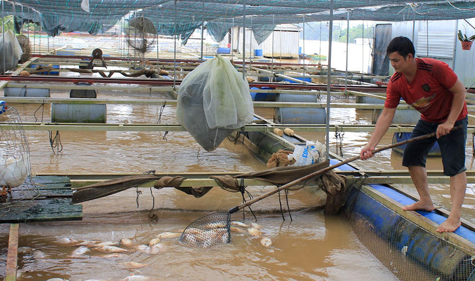 Hàng chục dèo nuôi cá bè tại xã Thanh Sơn, huyện Định Quán, tỉnh Đồng Nai bị cuốn trôi, cá chết. Ảnh: Báo Đồng Nai. Hàng chục dèo nuôi cá bè tại xã Thanh Sơn, huyện Định Quán, tỉnh Đồng Nai bị cuốn trôi, cá chết. Ảnh: Báo Đồng Nai.