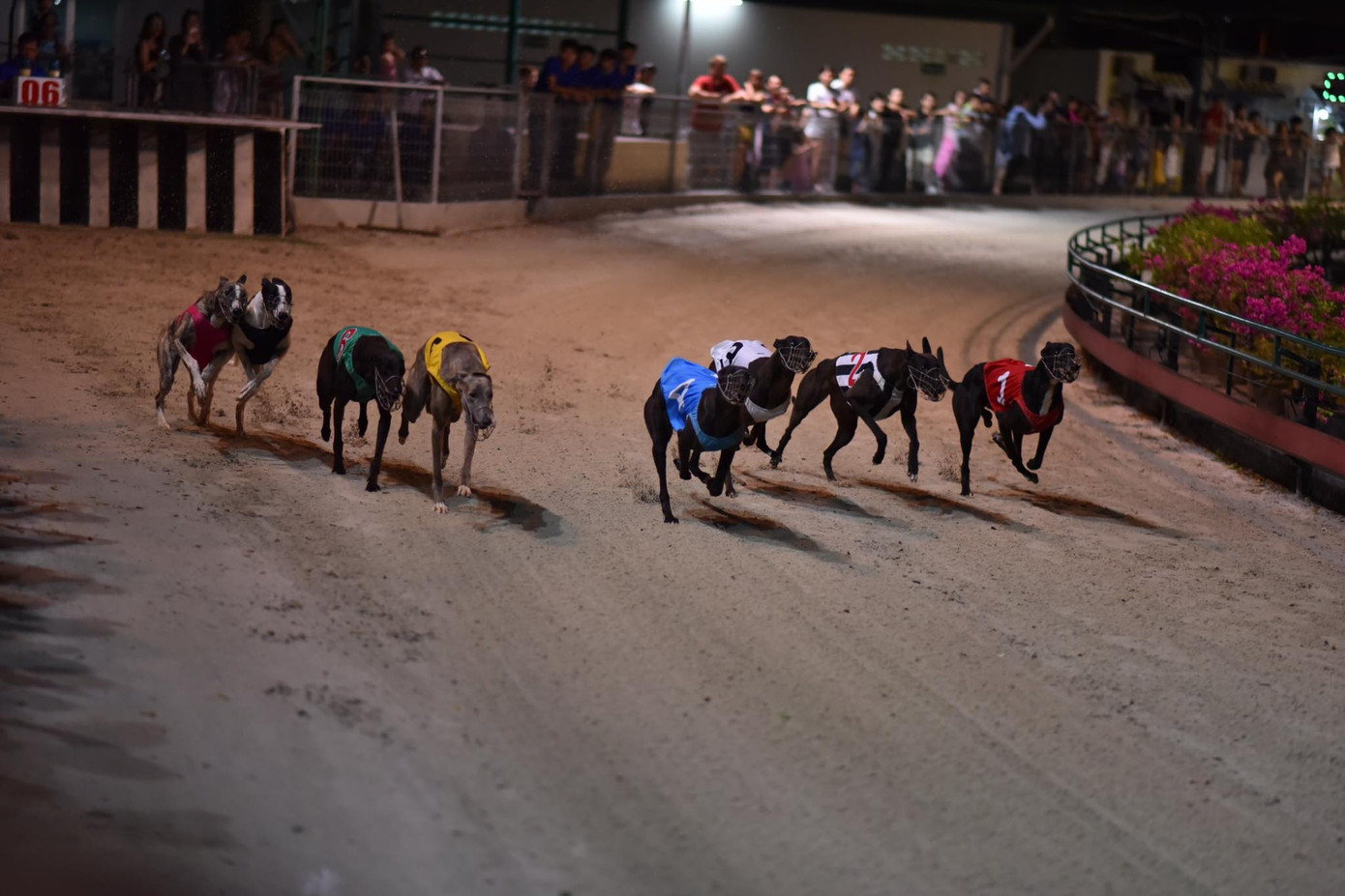 Một buổi đua chó tại Trường đua chó Lam Sơn (ảnh: Internet). Một buổi đua chó tại Trường đua chó Lam Sơn (ảnh: Internet).