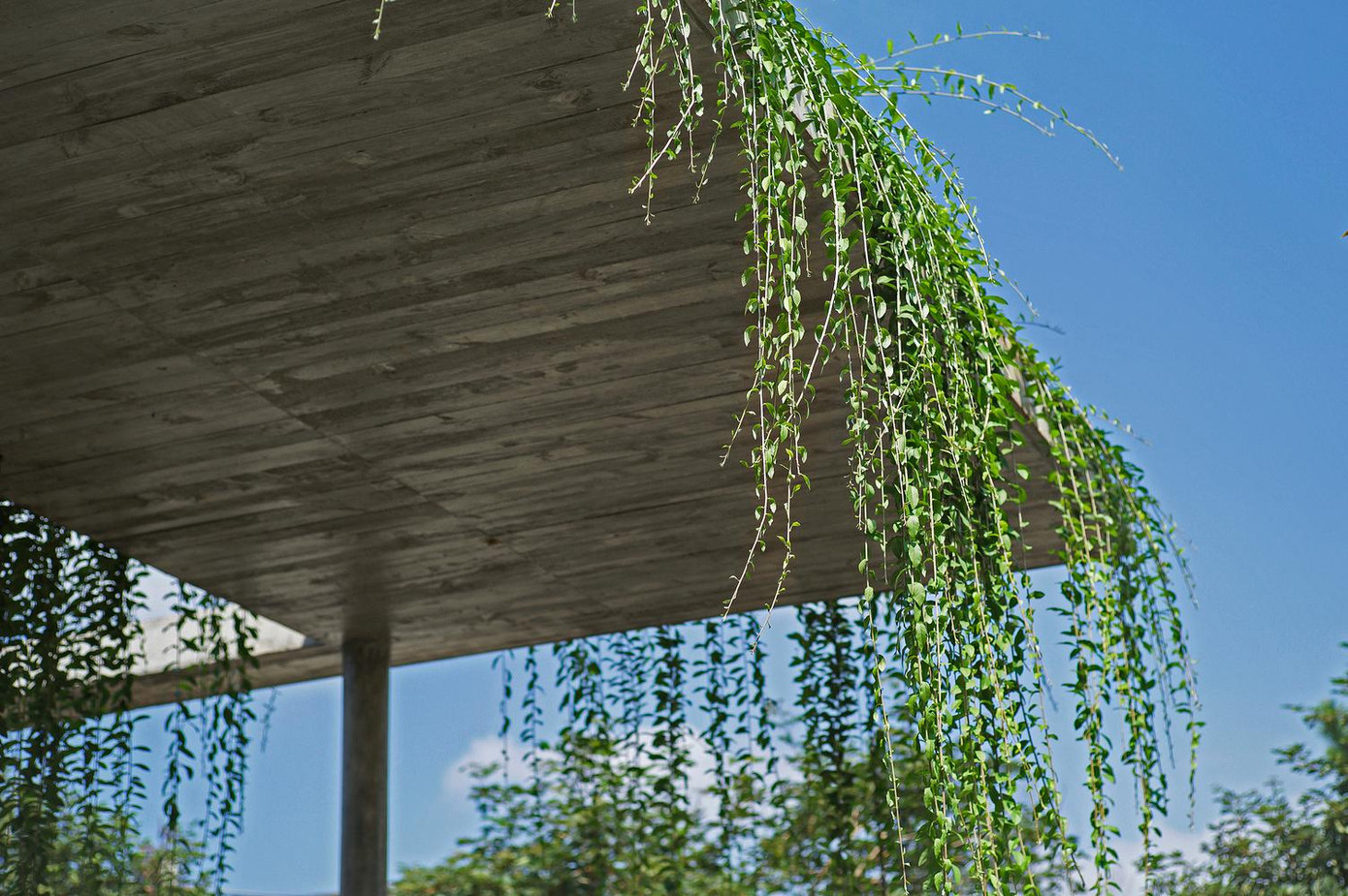 Ngôi nhà được thiết kế để con người hòa hợp với thiên nhiên nên nếu nhìn từ xa, cả công trình kiến trúc lớn chỉ có thể được phân biệt bằng đường viền của các mái nhà.