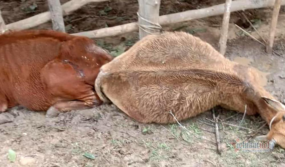 Mưa lạnh khiến trâu, bò không được đưa về chuồng trại kín đáo để chống rét Mưa lạnh khiến trâu, bò không được đưa về chuồng trại kín đáo để chống rét