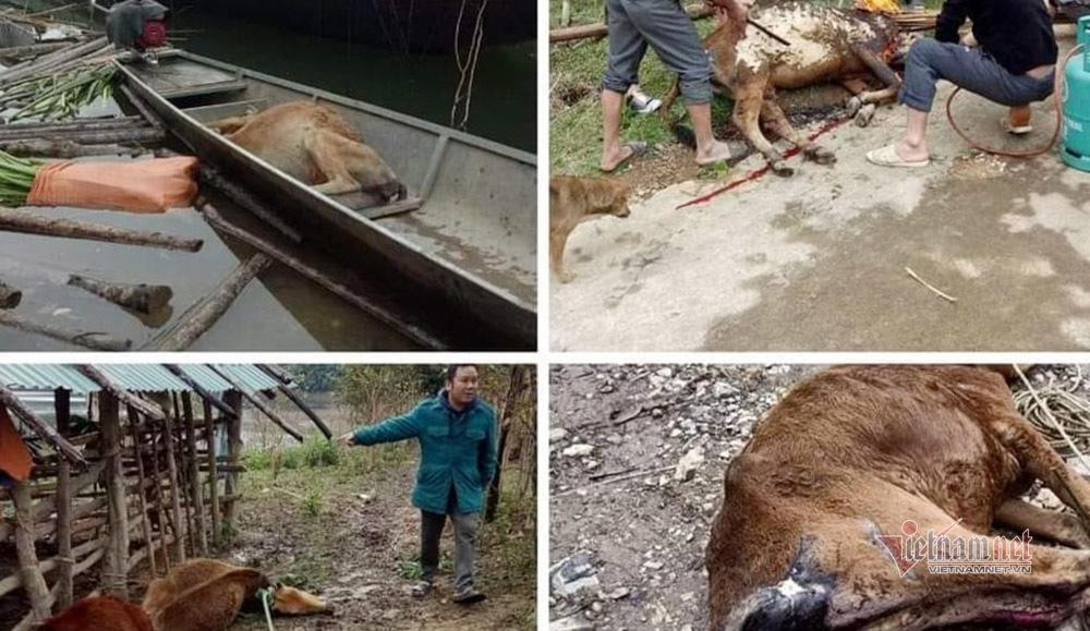 Bò người dân nuôi thả rông trong rừng chết la liệt, không kịp đưa về nhà Bò người dân nuôi thả rông trong rừng chết la liệt, không kịp đưa về nhà