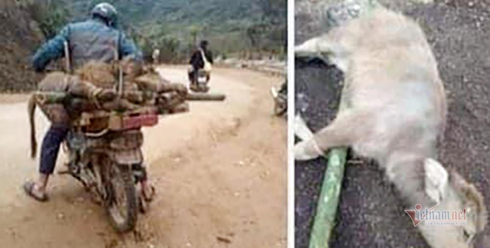 Hai huyện miền núi Kỳ Sơn và Quế Phong phải chứng kiến cảnh trâu, bò chết nhiều chưa thấy từ trước đến nay Hai huyện miền núi Kỳ Sơn và Quế Phong phải chứng kiến cảnh trâu, bò chết nhiều chưa thấy từ trước đến nay