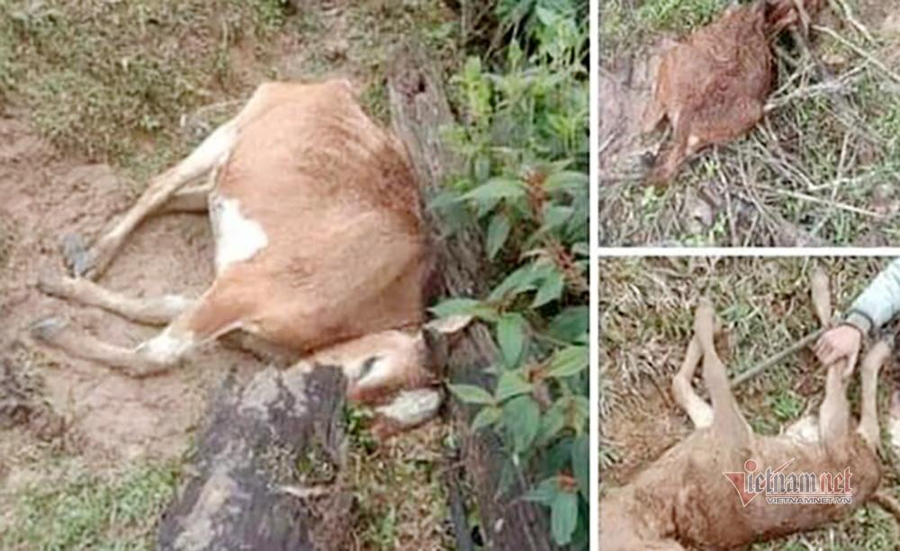 Bò nằm chết rét ở trong rừng Bò nằm chết rét ở trong rừng