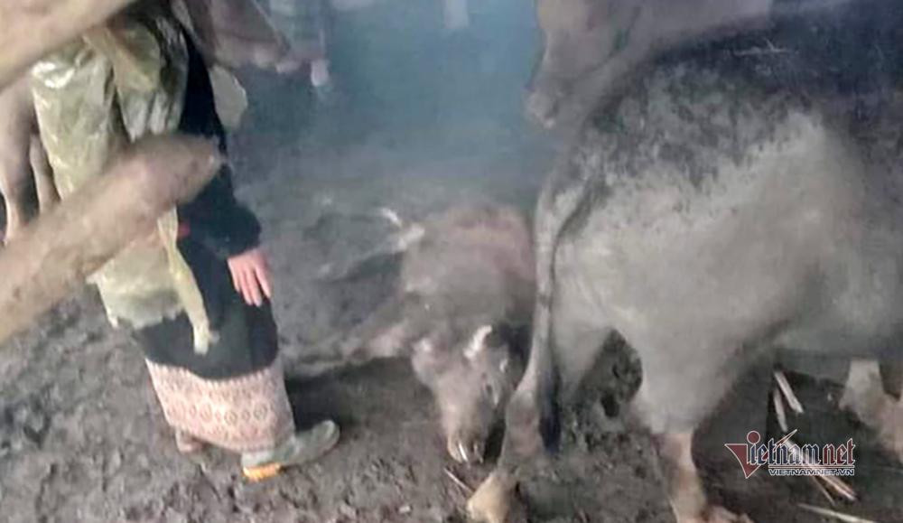 Một con nghé nhỏ bị chết ngay trong chuồng nhà dân Một con nghé nhỏ bị chết ngay trong chuồng nhà dân