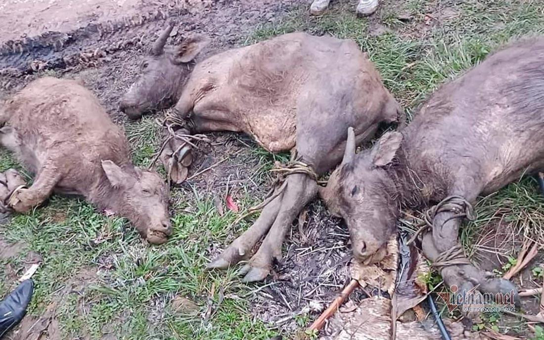 Cả 3 con trâu bị chết trong đợt rét lần này Cả 3 con trâu bị chết trong đợt rét lần này