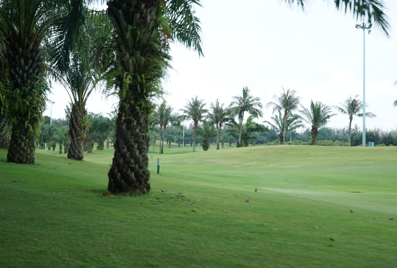 Những hàng cây trải dài tỏa bóng mát