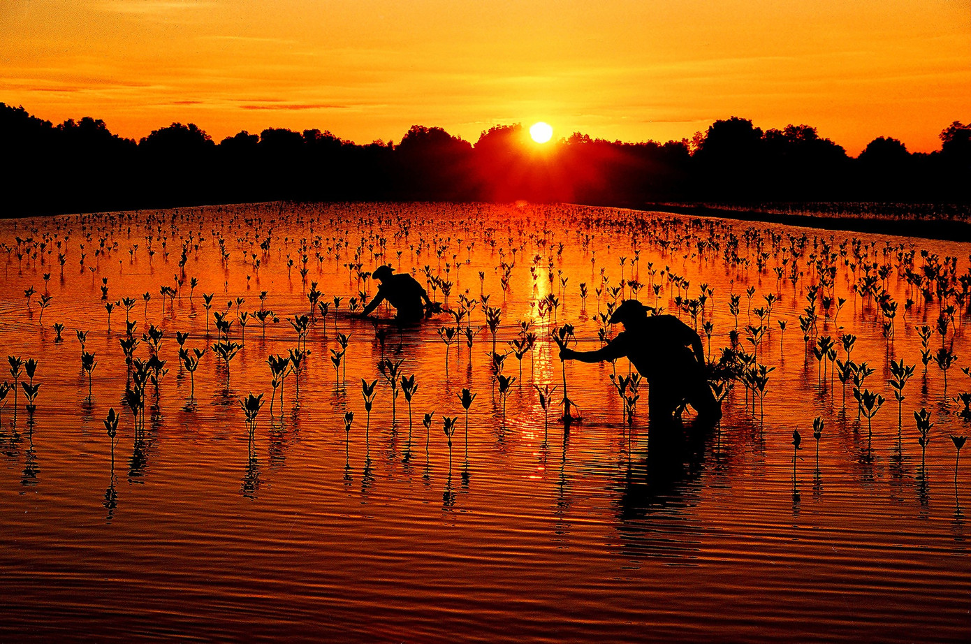 Vùng đất hồi sinh của Nguyễn Tấn Điệp - Giải Khuyến khích