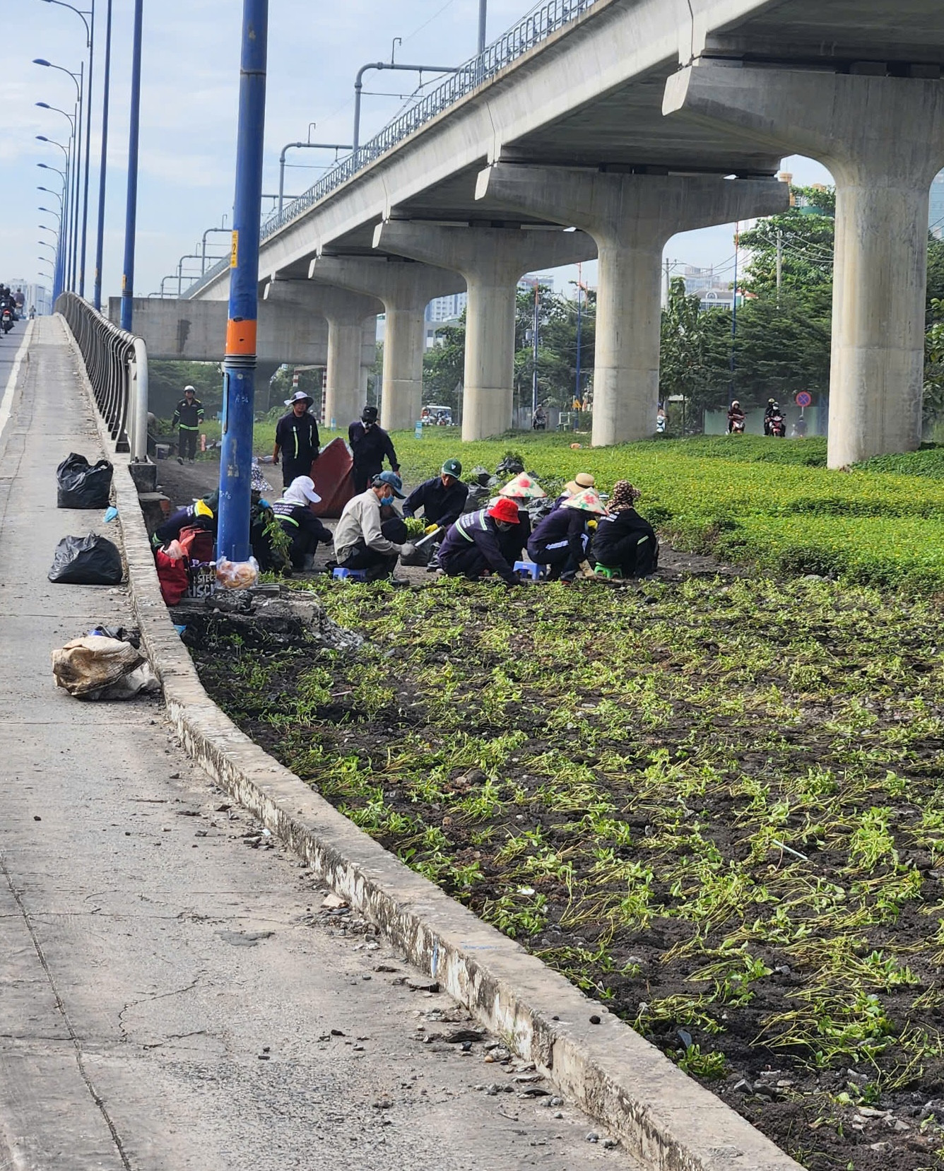 Công nhân đang trải đất và trồng cỏ trên nền đường cũ