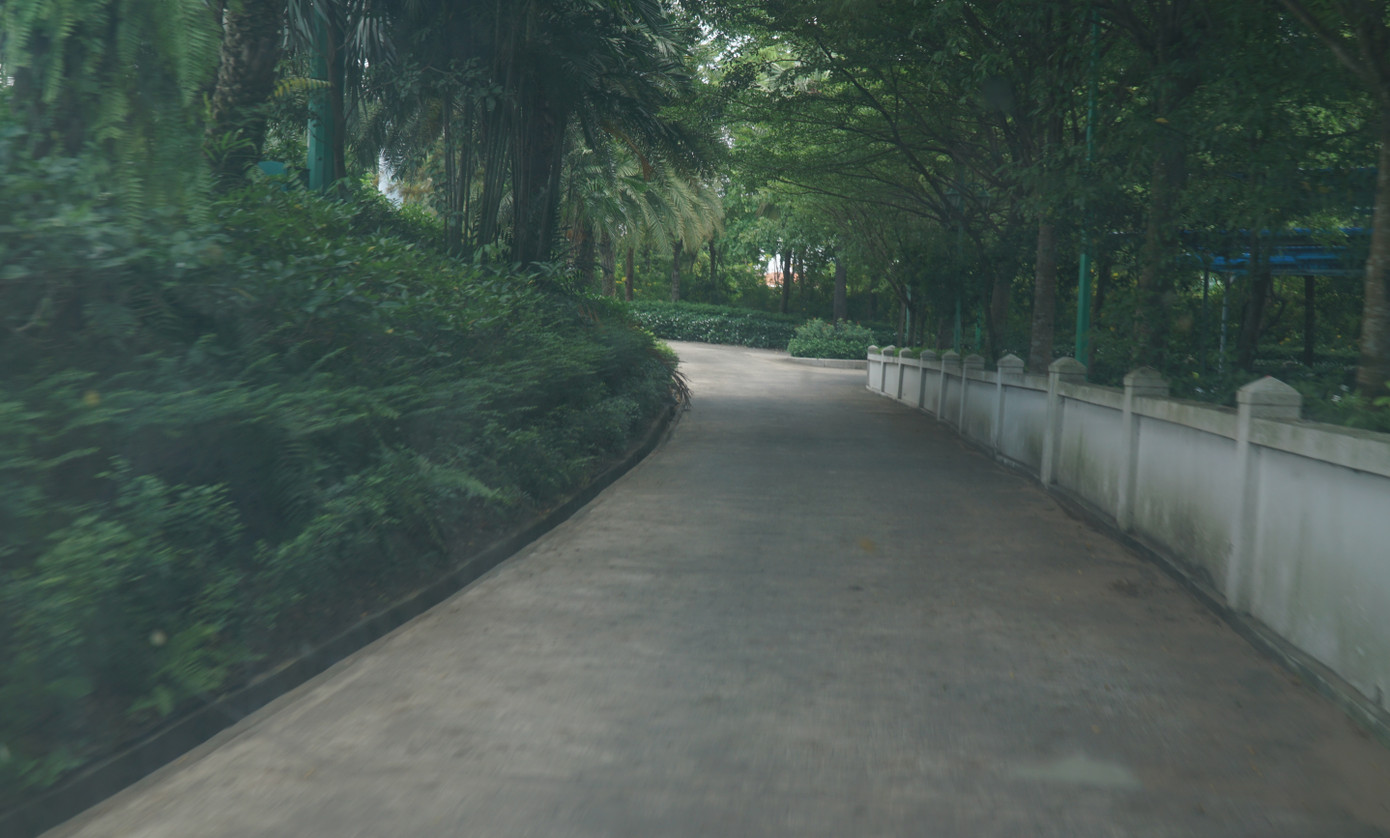 Con đường dành cho các golfer đi lại xuyên qua những hàng cây xanh ngát