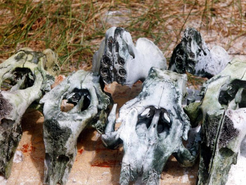 Đầu của dugong tìm thấy ở một nhà dân tại xã Hàm Ninh (Phú Quốc, Kiên Giang) - Ảnh: Hồng Lĩnh Đầu của dugong tìm thấy ở một nhà dân tại xã Hàm Ninh (Phú Quốc, Kiên Giang) - Ảnh: Hồng Lĩnh