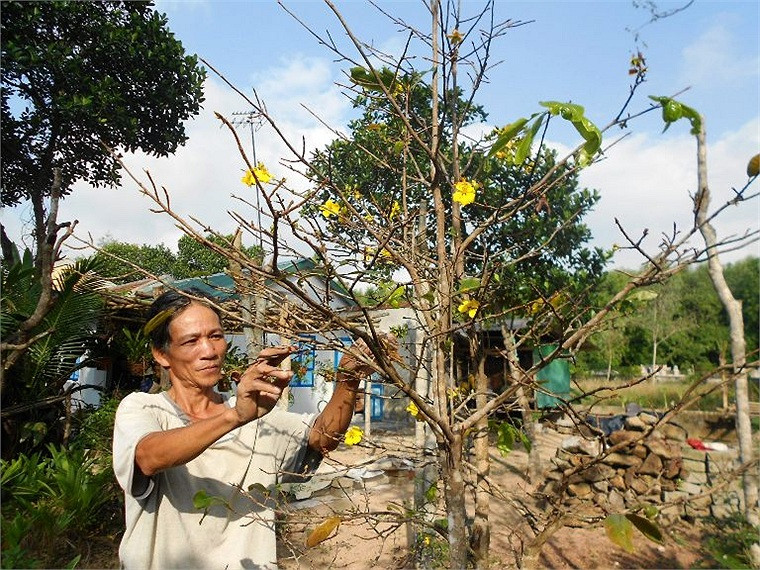 Mai vàng 10 năm tuổi tại nhà bà Lê Thị Hương (tổ 5, KV1, phường An Tây) nở rực bất thường hơn 2 tuần nay