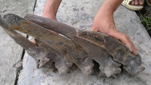 Phần xương sống có “gai” thẳng đứng rất lạ nên được khẳng không phải xương trâu, bò