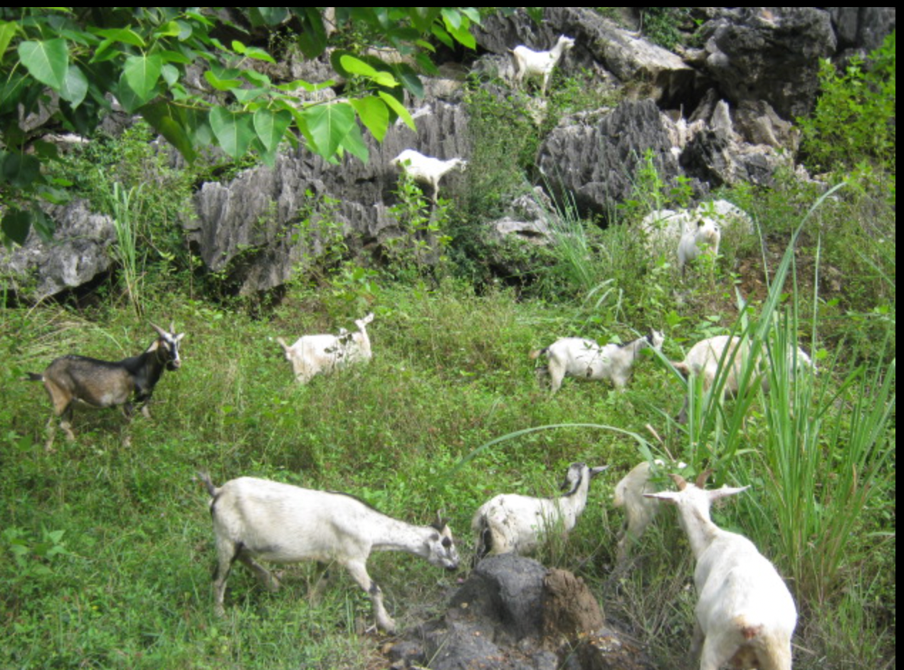 Những đàn dê chăn thả tự nhiên ở Ninh Bình.