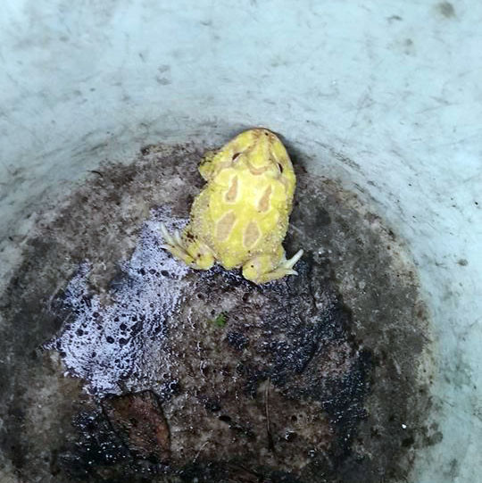 dan can tho bat duoc con vat “ngoai hanh tinh” dau ech, minh coc, bung enh uong hinh anh 2