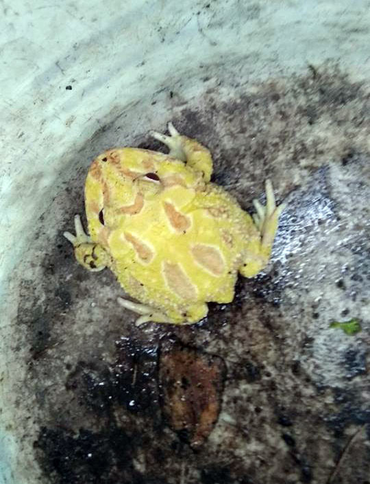 dan can tho bat duoc con vat “ngoai hanh tinh” dau ech, minh coc, bung enh uong hinh anh 1