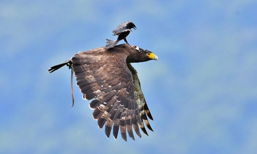 Chèo bẻo 'cưỡi' chim săn mồi trên không ảnh 2