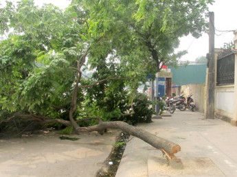 Cây sưa bị cưa trộm, bỏ lại nằm ngổn ngang giữa đường