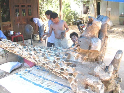 Chế tác trầm hương từ dó vườn đang là ngã rẽ đổi đời của xứ trầm Nông Sơn (Quảng Nam) 