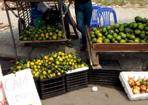 Thậm chí, có loại cam nhỏ, giá bán chỉ 5.000 đồng, bằng 1/8 giá cam sành xịn. Thậm chí, có loại cam nhỏ, giá bán chỉ 5.000 đồng, bằng 1/8 giá cam sành xịn