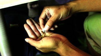 Lá cần sa thường được nhét vào vỏ điếu thuốc lá nên nhiều thanh thiếu niên nghĩ rằng có thể giấu được phụ huynh