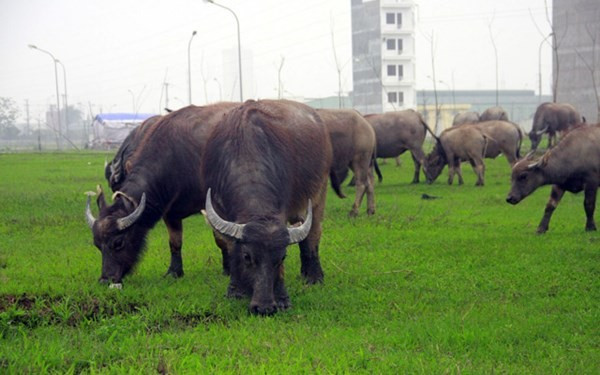Trại trâu tiền tỷ dưới chân cao ốc giữa Hà Nội ảnh 2