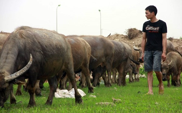 Trại trâu tiền tỷ dưới chân cao ốc giữa Hà Nội ảnh 3