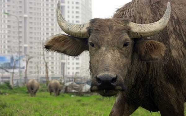 Trại trâu tiền tỷ dưới chân cao ốc giữa Hà Nội ảnh 4